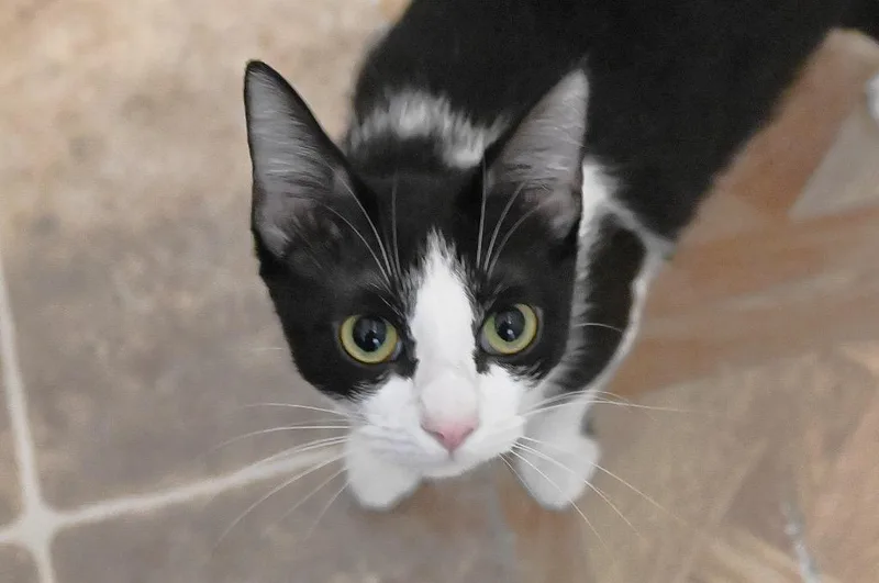 A young medium-sized female Domestic Short Hair cat named Oreo for adoption in St. James City, FL