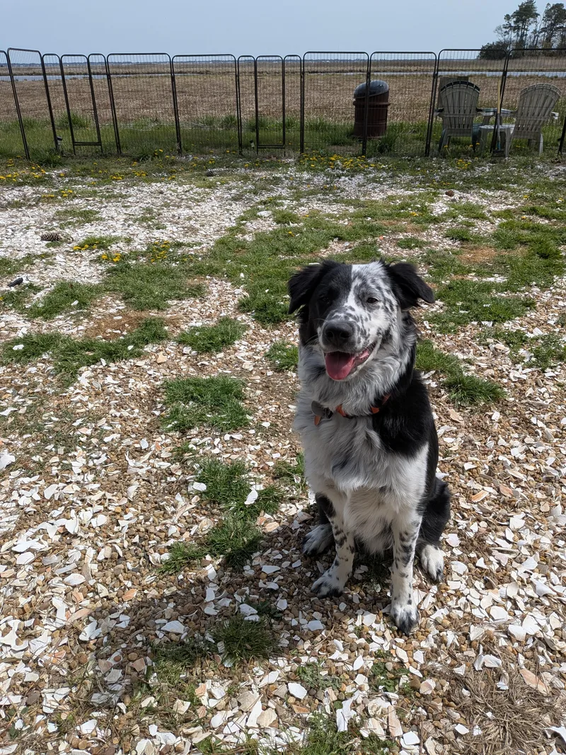 A young medium-sized male Tricolor (Brown, Black, & White) Border Collie dog named Luffy for adoption in Richmond, VA