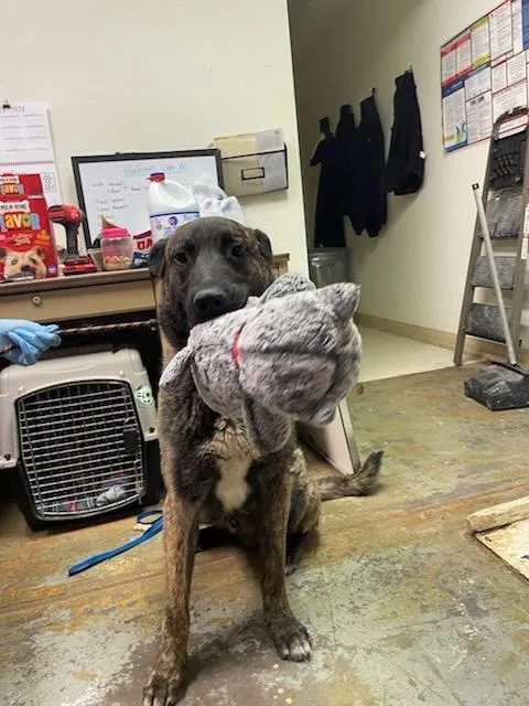 Knox Located In New thumbnail 3