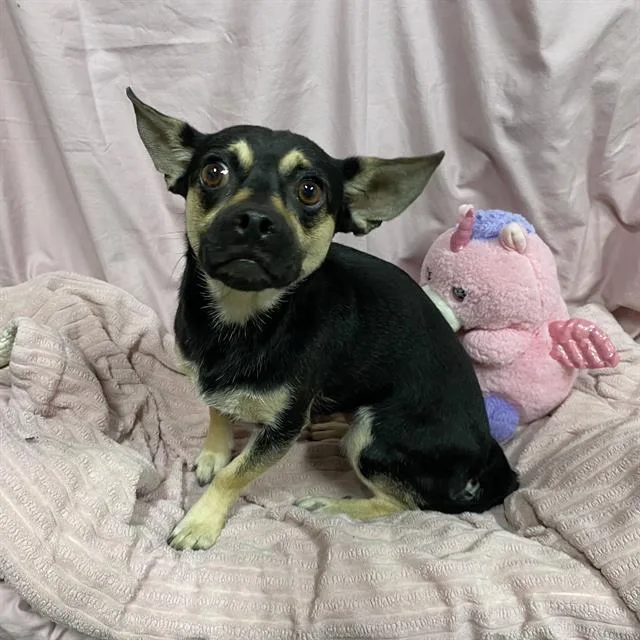 A young small-sized female Chihuahua dog named Fifi for adoption in Modesto, CA