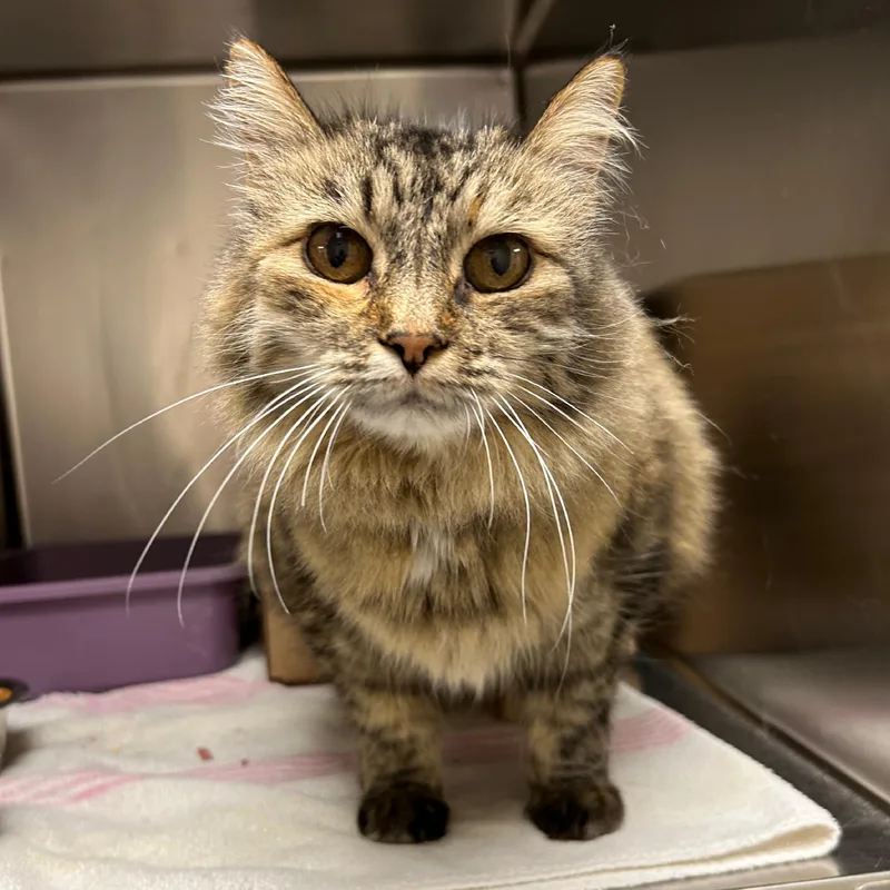 A senior medium-sized female Calico Domestic Medium Hair cat named Jyn for adoption in Lindon, UT