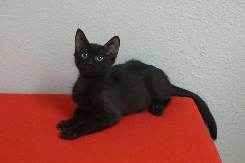 A baby small-sized male Domestic Short Hair cat named Benny Beanie for adoption in Fountain Hills, AZ