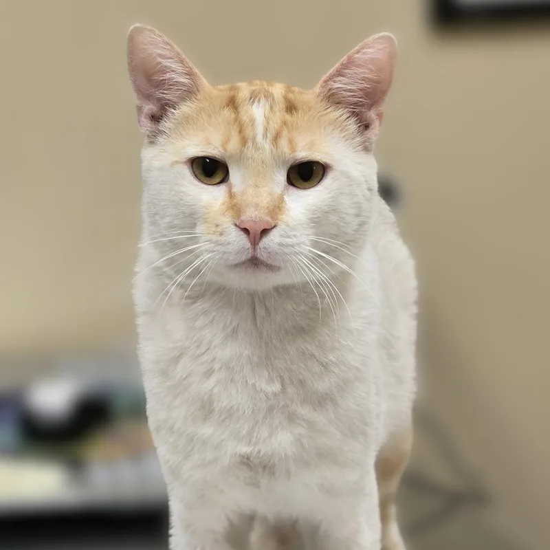An adult large-sized male White Domestic Short Hair cat named Marvin for adoption in Wickenburg, AZ