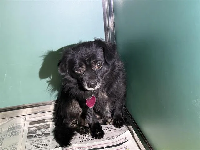 An adult small-sized male Chihuahua dog named Bandit for adoption in San Antonio, TX