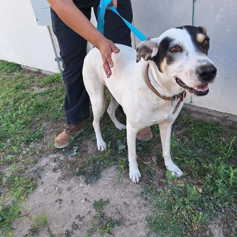 An adult medium-sized female White / Cream Labrador Retriever dog named Coco for adoption in Austin, TX