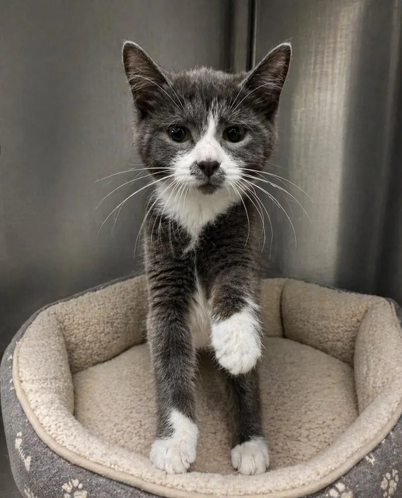 A baby small-sized female Domestic Short Hair cat named Ice Spice Il for adoption in Fort Lupton, CO