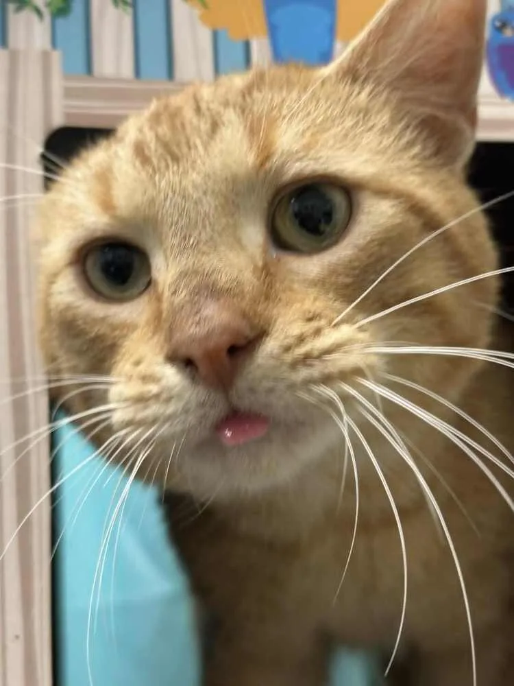 Sweet Tater thumbnail 2