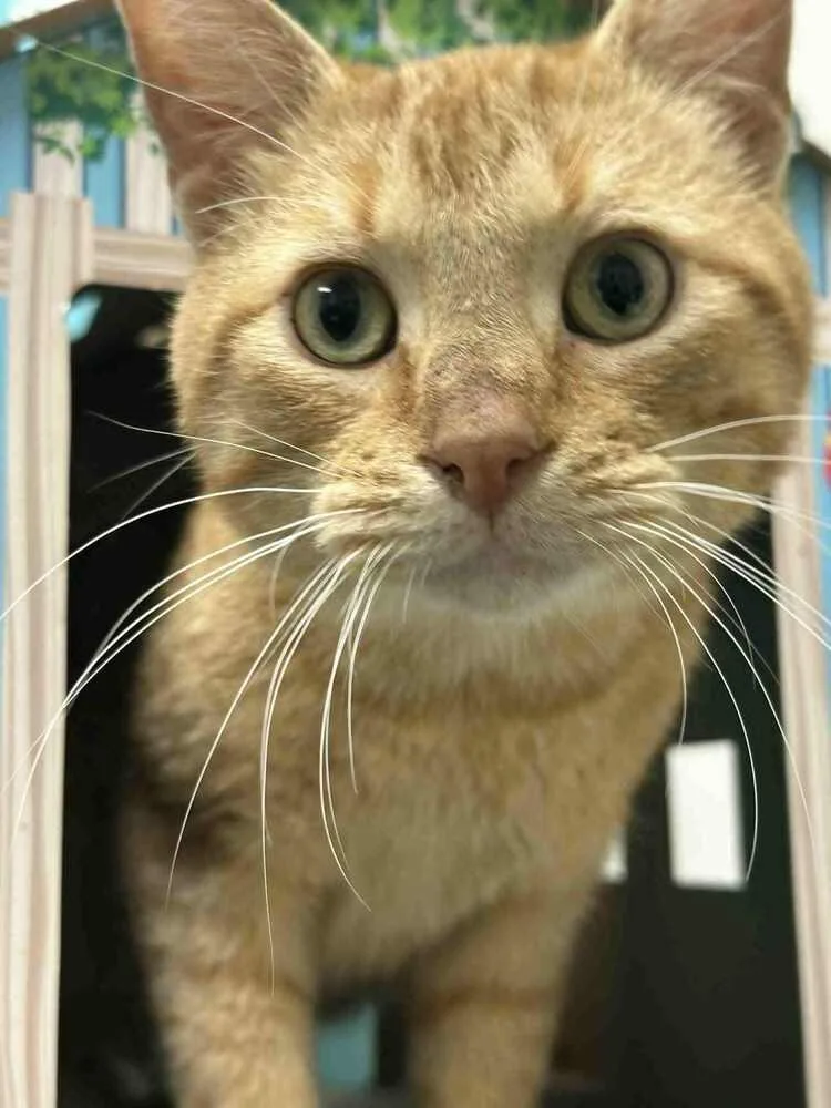 Sweet Tater thumbnail 3