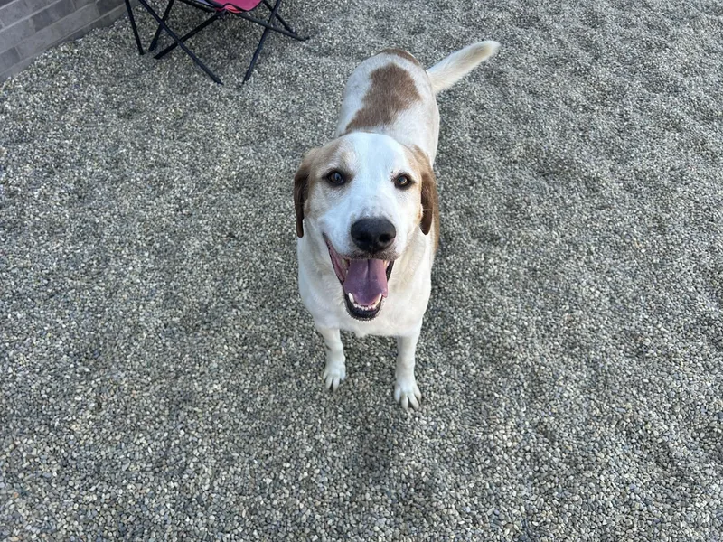 A senior large-sized male White / Cream Treeing Walker Coonhound dog named Mayhem for adoption in Kalamazoo, MI