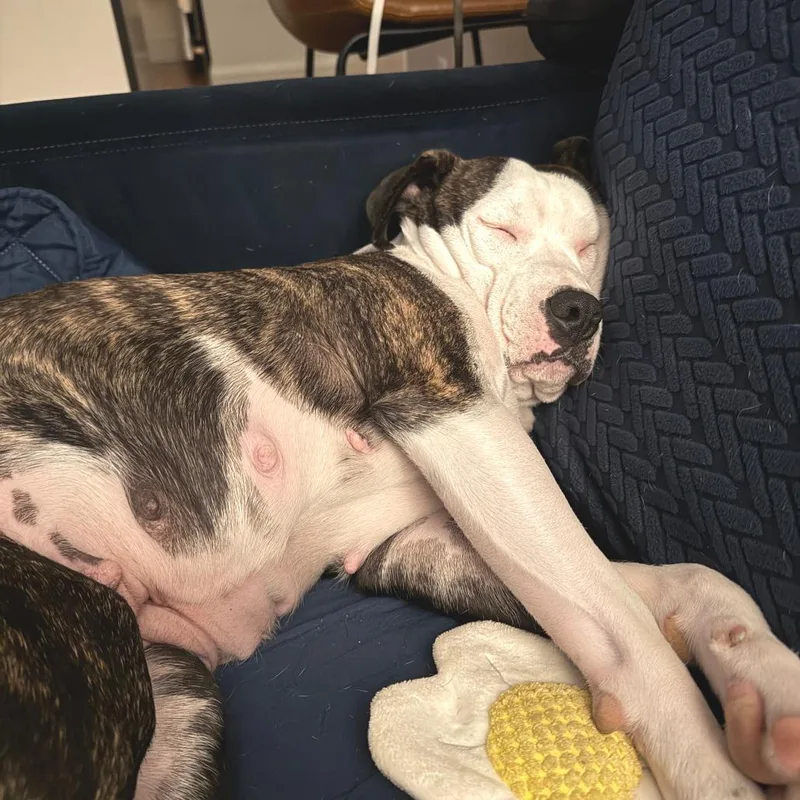 An adult medium-sized female Brindle Boxer dog named Zora Neal D for adoption in Minnetonka, MN