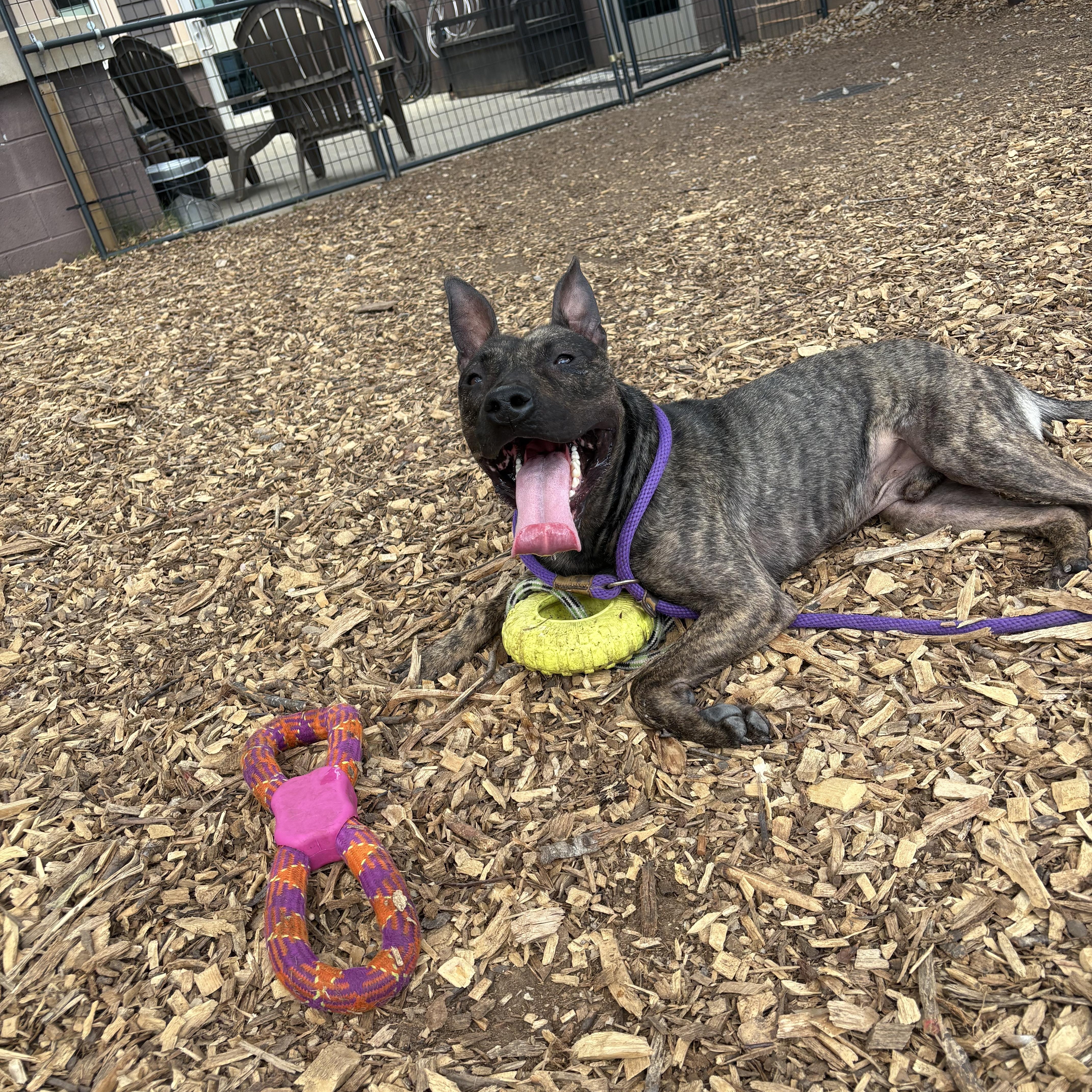 A young medium-sized male Brindle Cattle Dog dog named Floyd for adoption in Blacksburg, VA
