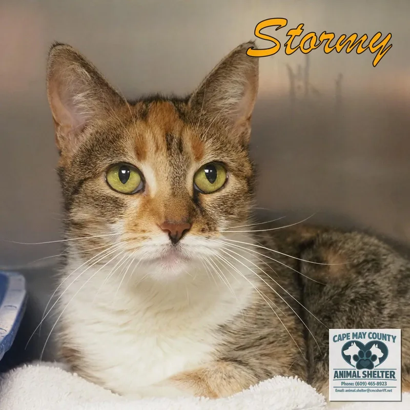 A senior medium-sized female Calico Domestic Short Hair cat named Stormy for adoption in Cape May Court House, NJ
