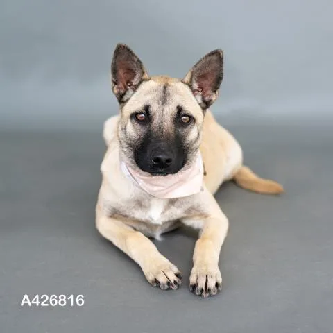 A young medium-sized female Black Mouth Cur dog named Cassie for adoption in Conroe, TX