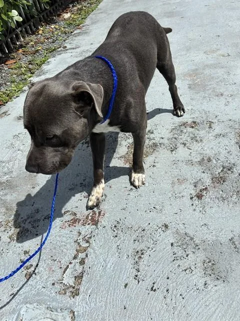 A young large-sized male Staffordshire Bull Terrier dog named Steel for adoption in Miami, FL