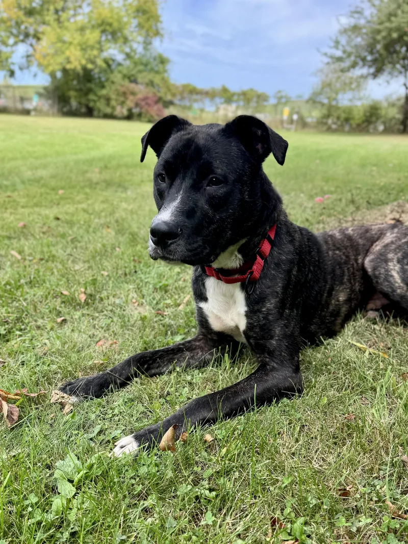 A young large-sized male Brindle Mixed Breed dog named Koda for adoption in Midland, MI