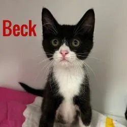 Beck