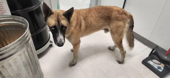 A young medium-sized male German Shepherd Dog dog named Bueller for adoption in Los Angeles, CA