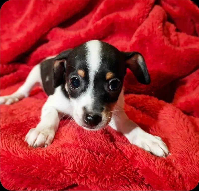 A baby small-sized female Chihuahua dog named Bertha for adoption in Humble, TX