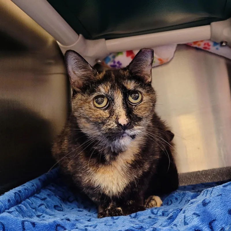 An adult medium-sized female Black Domestic Short Hair cat named Milky Way for adoption in Fredericksburg, VA