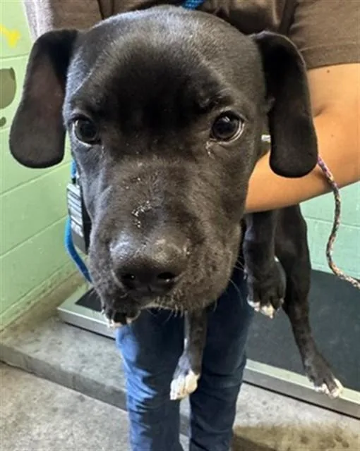 A baby small-sized male Labrador Retriever dog named Williamson for adoption in Sacramento, CA