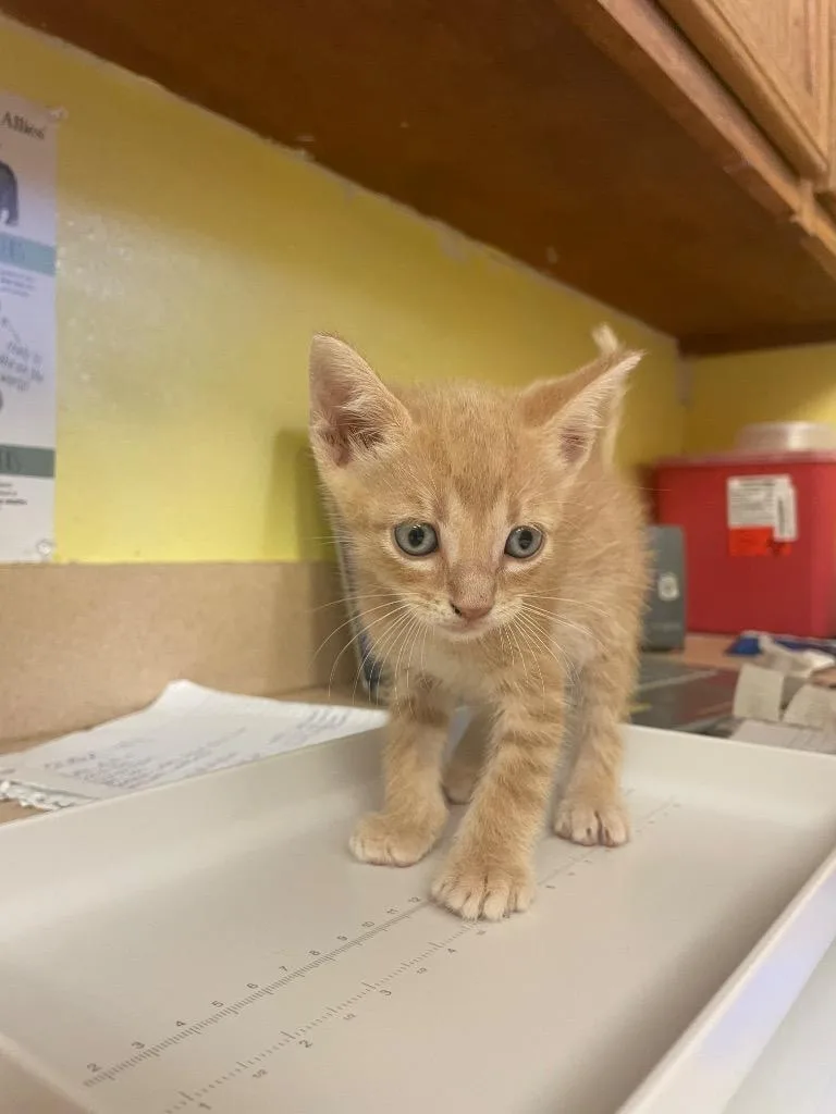 A baby small-sized male Domestic Short Hair cat named Reggie for adoption in Corpus Christi, TX
