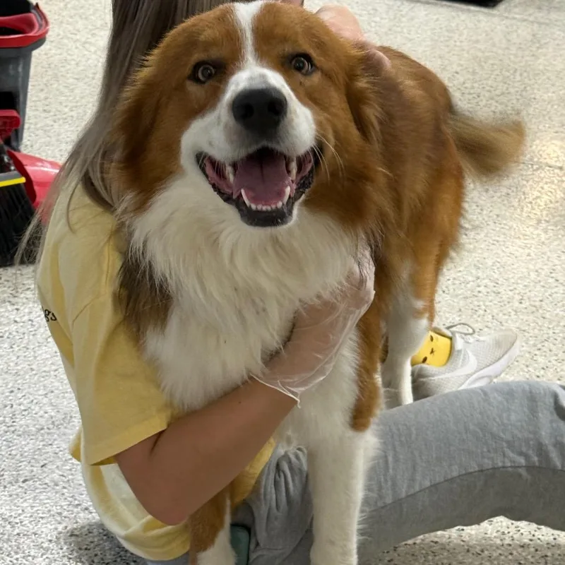 A young large-sized male Brown / Chocolate Australian Shepherd dog named Dusty for adoption in Muncie, IN