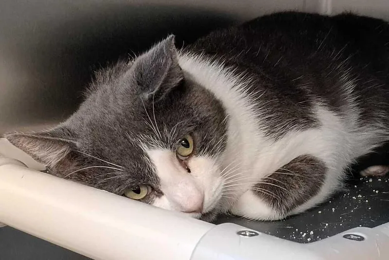 An adult large-sized male Domestic Short Hair cat named Algernon for adoption in Bowling Green, OH