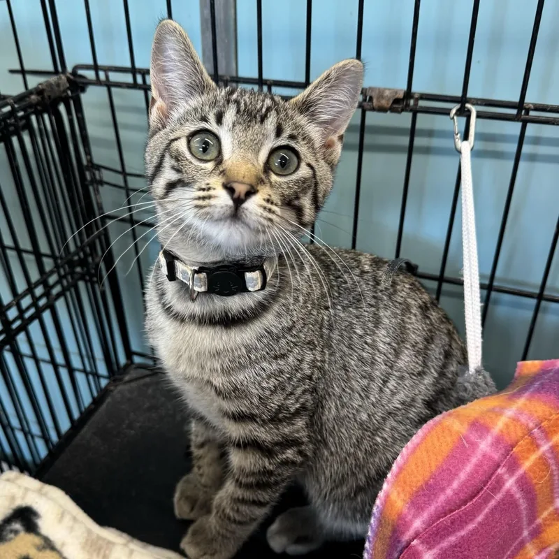 A baby medium-sized male Tabby (Gray / Blue / Silver) Domestic Short Hair cat named Independance for adoption in Morris, MN