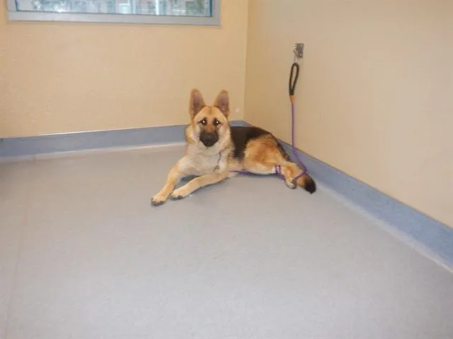 A young large-sized female German Shepherd Dog dog named Nala for adoption in San Jose, CA
