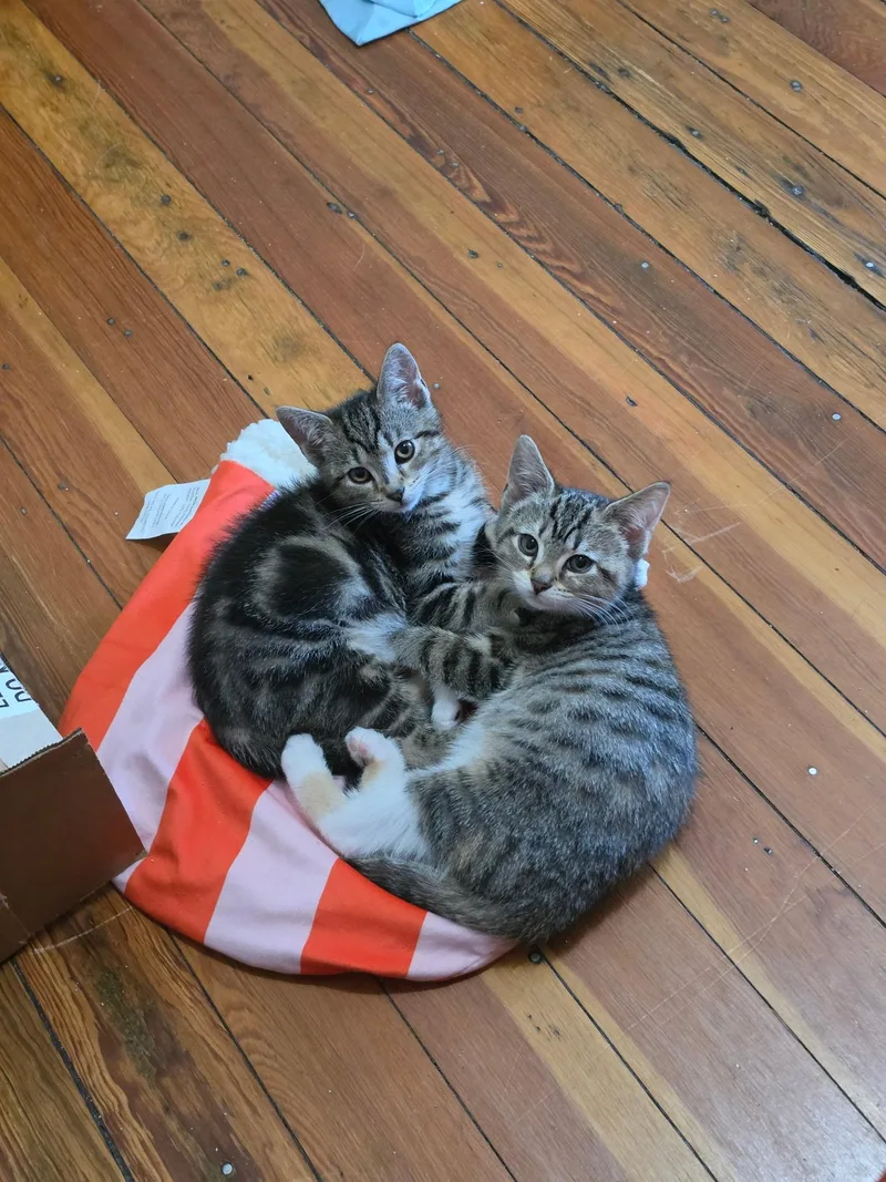 A baby medium-sized female Torbie Domestic Short Hair cat named Olive for adoption in Roanoke, VA