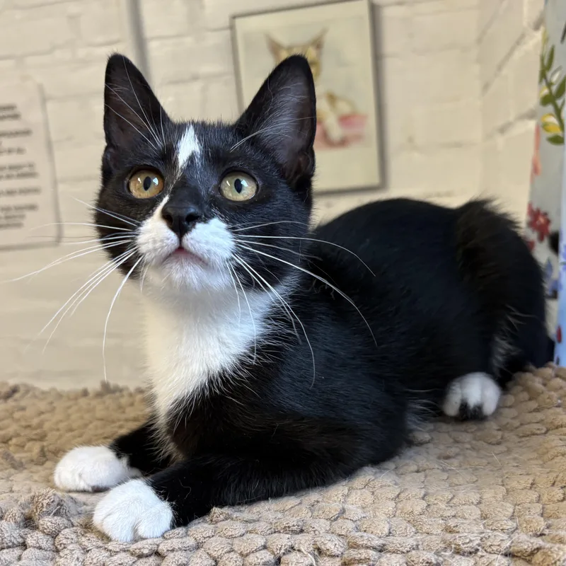 A baby medium-sized male Black & White / Tuxedo Domestic Short Hair cat named Thunder for adoption in Beacon, NY