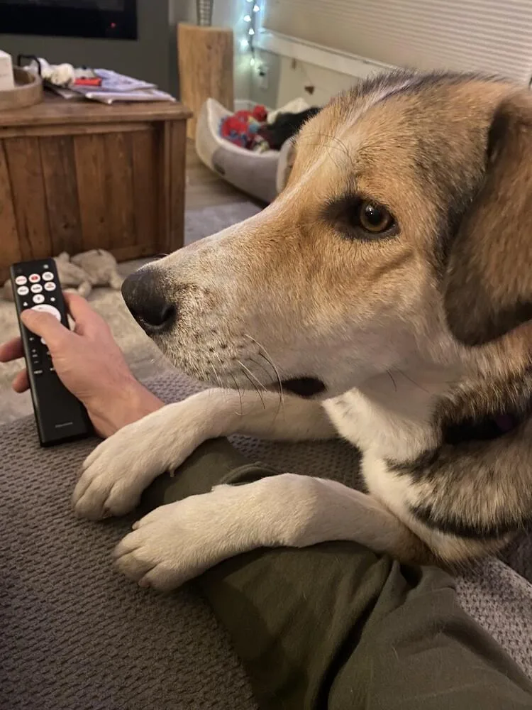 A young medium-sized female Beagle dog named Mlle Sweet Chanel for adoption in Ridgefield, WA