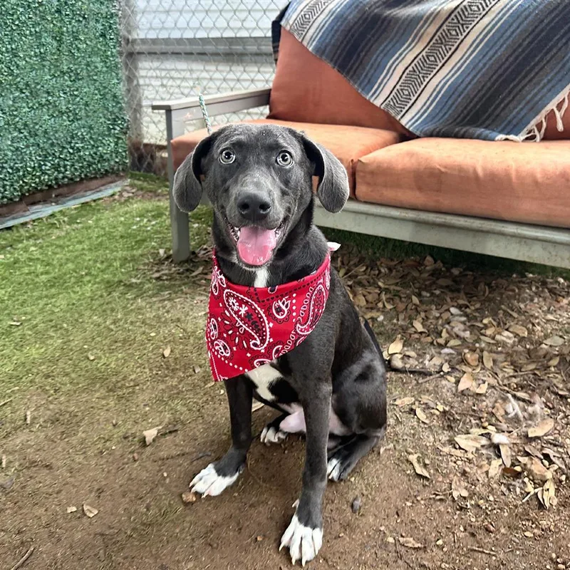 A young medium-sized male Brown / Chocolate Labrador Retriever dog named Caprese for adoption in Austin, TX