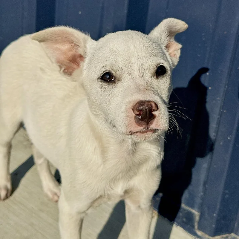 A baby medium-sized male White / Cream Chihuahua dog named Fang for adoption in Matteson, IL