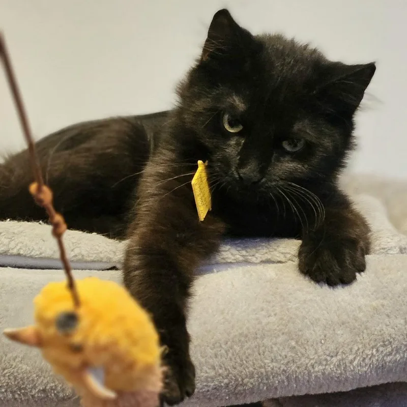 A baby small-sized female Black Domestic Medium Hair cat named Twice Baked PotatoTiny Spirit for adoption in Springfield, MA