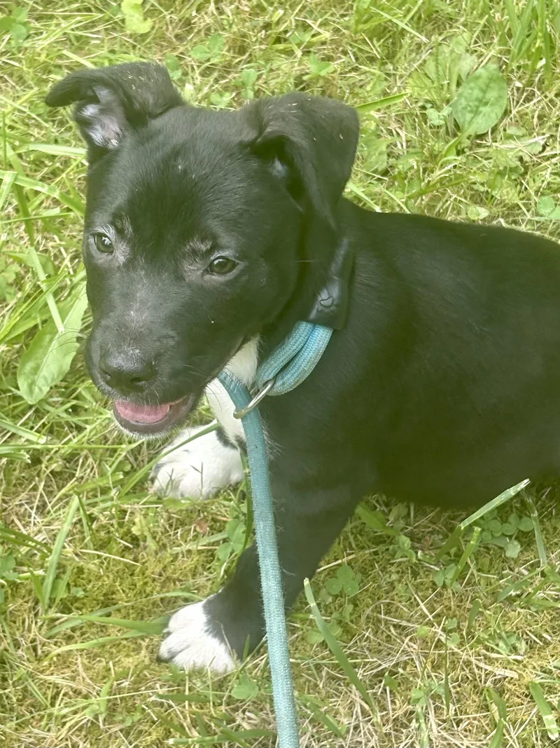 A baby large-sized female Pit Bull Terrier dog named Gouda for adoption in Elkins, WV