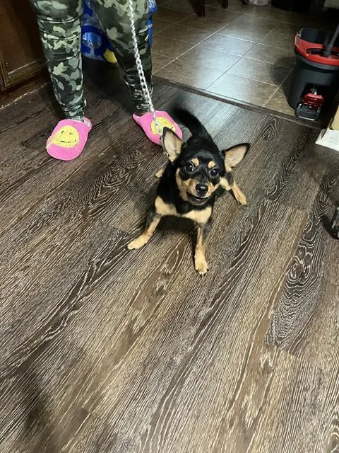 A young small-sized male Mixed Breed dog named Milo for adoption in Dallas, TX