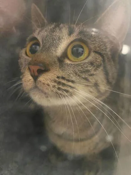 A young medium-sized female Domestic Short Hair cat named Bernadette for adoption in Daytona Beach, FL