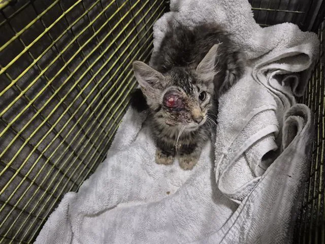 A baby small-sized male Domestic Short Hair cat named Valley for adoption in San Antonio, TX