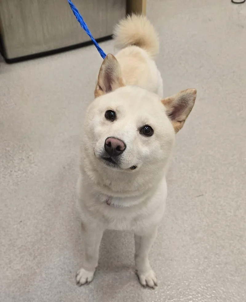 An adult small-sized male Shiba Inu dog named 26-420 for adoption in Amityville, NY