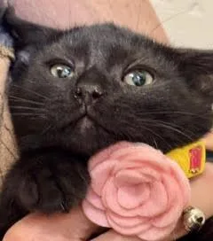 Isla