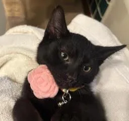 Isla thumbnail 2