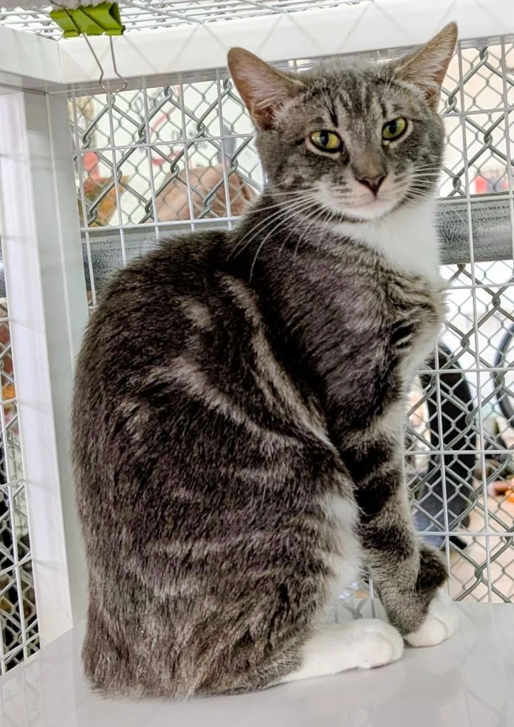 A baby medium-sized male Domestic Short Hair cat named Nutmeg for adoption in Peoria, AZ