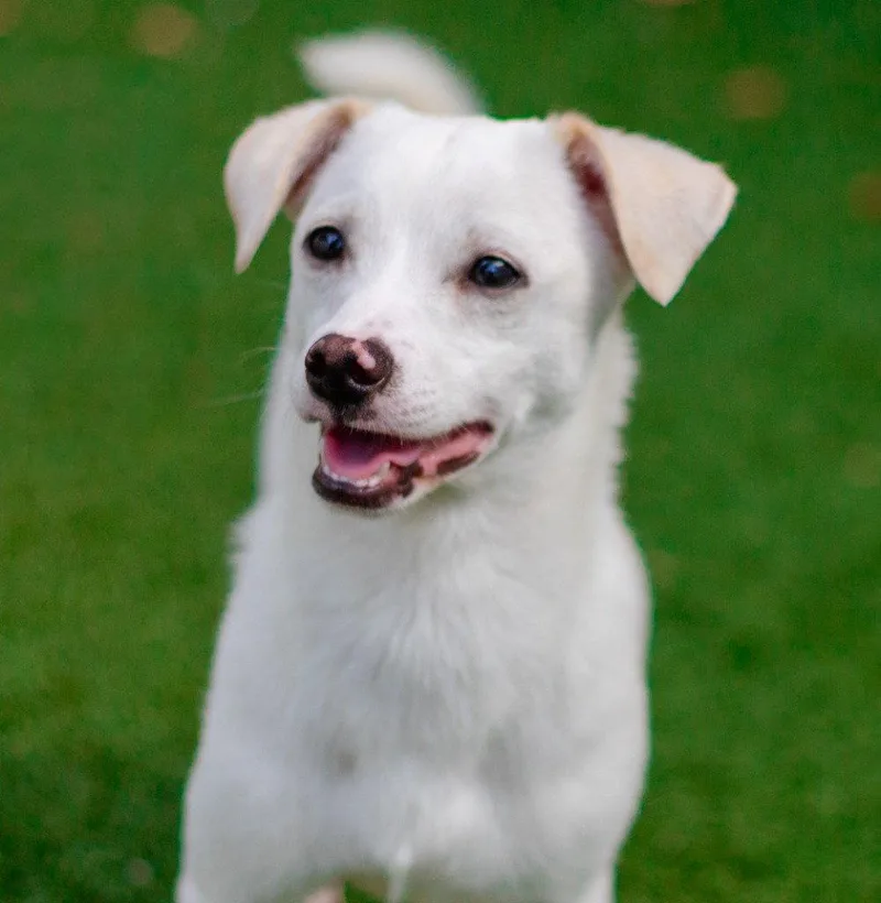 A young small-sized male Chihuahua dog named Tommy for adoption in Bloomfield, CT