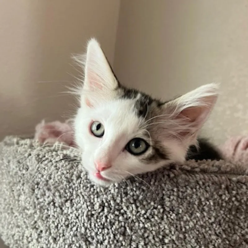 A baby small-sized male Black Domestic Medium Hair cat named Chance for adoption in Las Vegas, NV