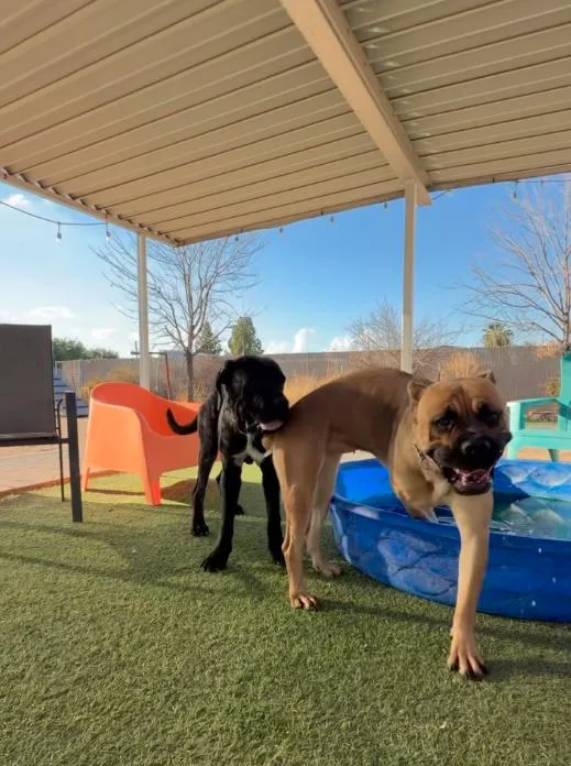 A young medium-sized female Cane Corso dog named Roma for adoption in Glendale, AZ