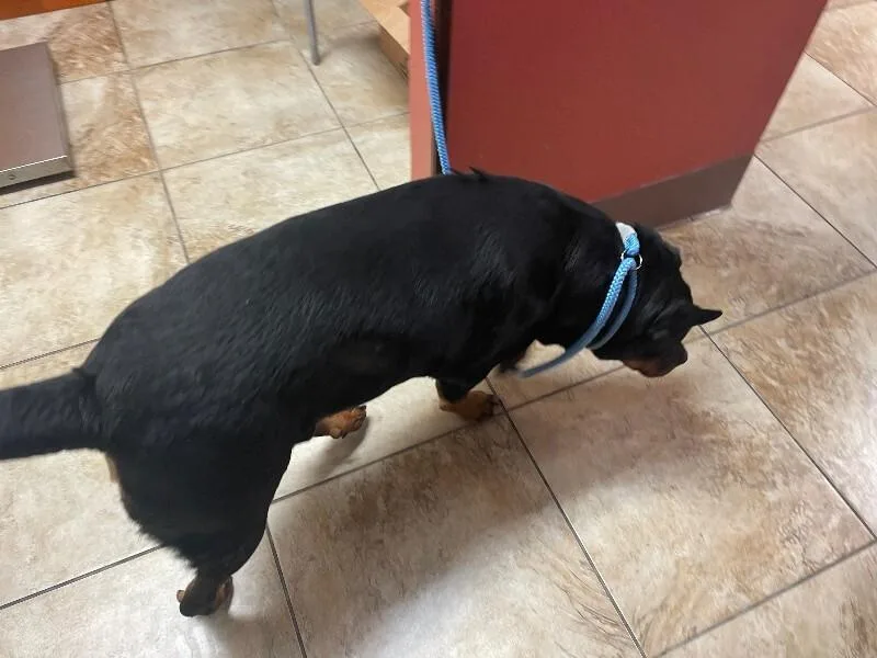 Hank the Tank thumbnail 4