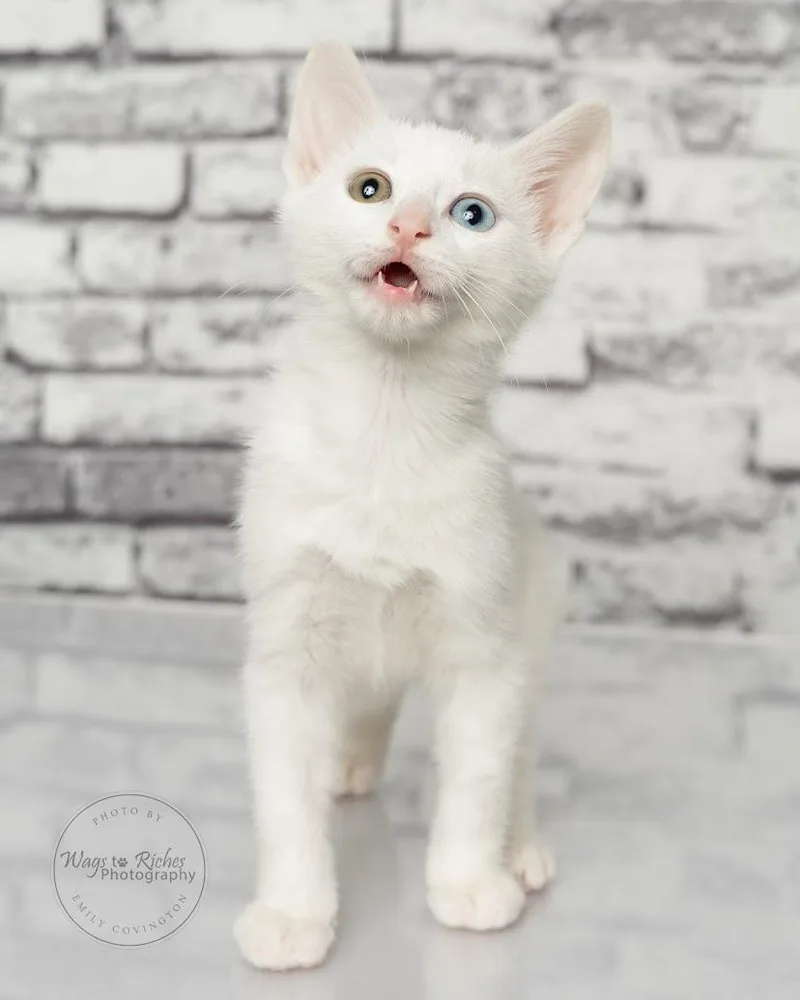 A baby medium-sized male White Domestic Short Hair cat named Colby Only for adoption in Tuscaloosa, AL