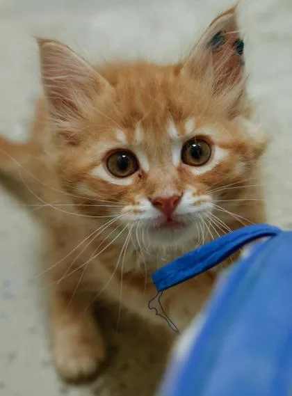 A baby medium-sized male Domestic Short Hair cat named Evan for adoption in Verona, WI