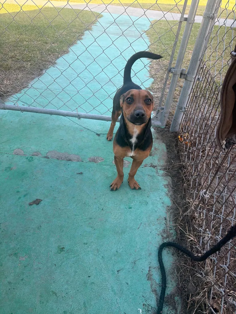 A young small-sized female Black Beagle dog named Snickers for adoption in Waycross , GA